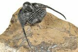 Huge, Onnia Trilobite Fossil - Top Quality Specimen #344467-5